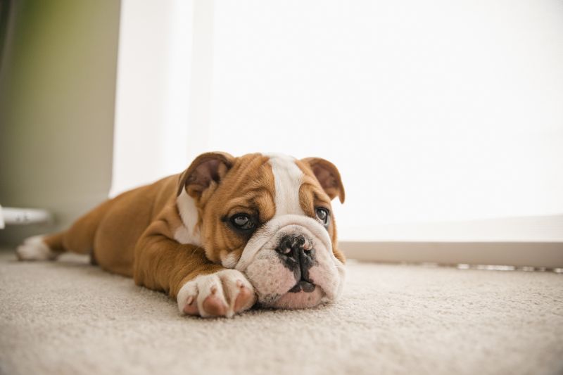 Pet Stain Carpet Repair in Olathe, KS