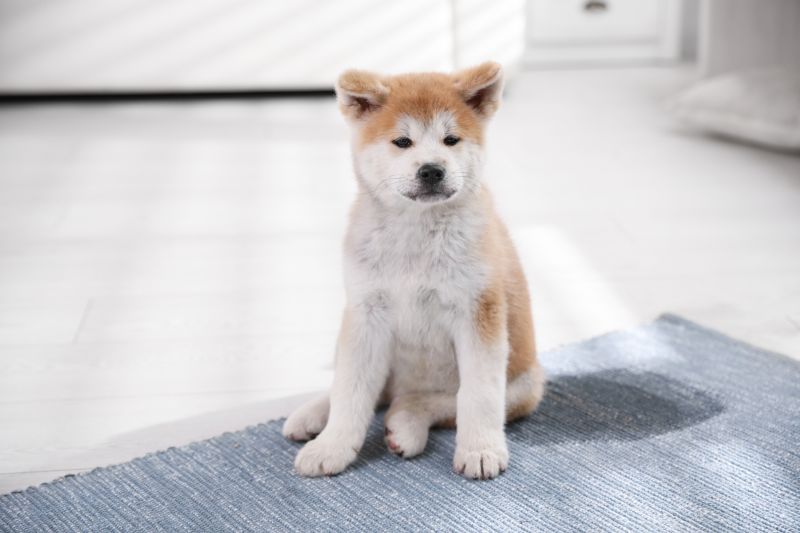 Pet Stain Carpet Repair in Alpharetta, GA