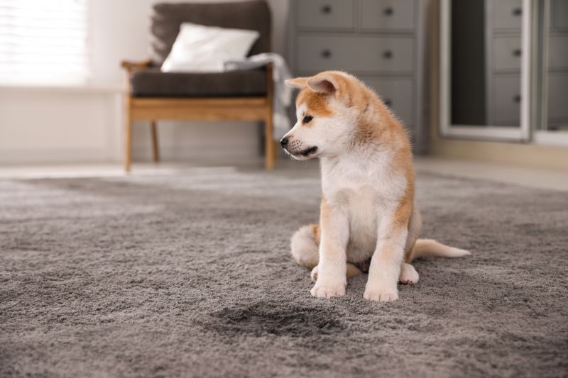 Pet Stain Carpet Repair in Olathe, KS